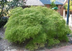 Acer Palmatum dissectum Green Lace / Zöld szeldelt levelű Japán juhar